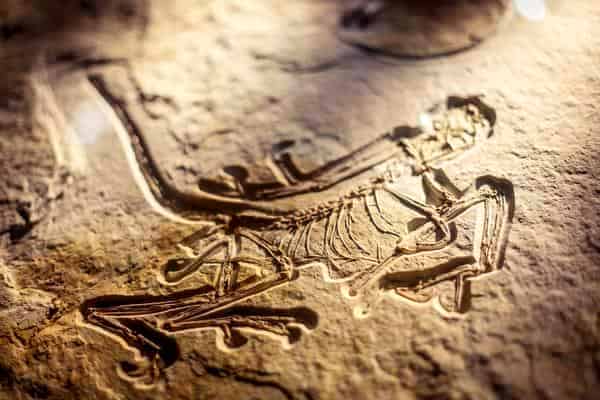 Archaeopterix
